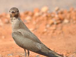 Image result for Glareola maldivarum