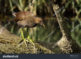 Attēlu rezultāti vaicājumam “Gallinula chloropus juvenile”