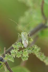 Attēlu rezultāti vaicājumam “Adelphocoris quadripunctatus imago”