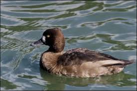 Image result for Aythya affinis