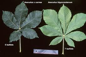Attēlu rezultāti vaicājumam “Aesculus hippocastanum”