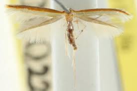 Attēlu rezultāti vaicājumam “Lyonetiidae”