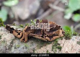 Attēlu rezultāti vaicājumam “Encoelia furfuracea”