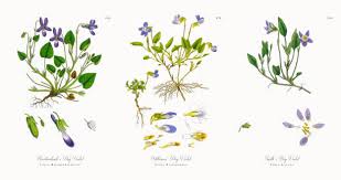 Attēlu rezultāti vaicājumam “Viola reichenbachiana leaf”