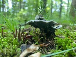 Attēlu rezultāti vaicājumam “Phellodon niger”