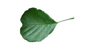 Attēlu rezultāti vaicājumam “Alnus glutinosa leaf”