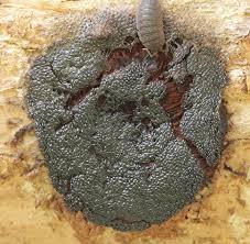 Attēlu rezultāti vaicājumam “Symphytocarpus flaccidus”