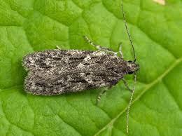 Attēlu rezultāti vaicājumam “Gelechia jakovlevi”