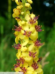 Attēlu rezultāti vaicājumam “Verbascum nigrum leaf”