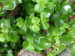 Attēlu rezultāti vaicājumam “Portulacaceae”