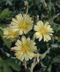 Attēlu rezultāti vaicājumam “Lactuca serriola”