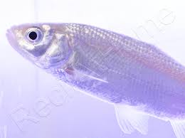 Attēlu rezultāti vaicājumam “Leuciscus idus”