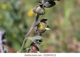 Attēlu rezultāti vaicājumam “Cynoglossum officinale leaf”