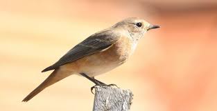 Attēlu rezultāti vaicājumam “Phoenicurus phoenicurus”