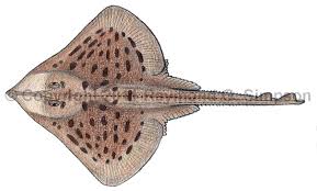 Image result for Rostroraja eglanteria