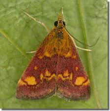Attēlu rezultāti vaicājumam “Pyrausta aurata”