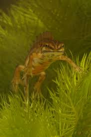 Attēlu rezultāti vaicājumam “Triturus vulgaris female”