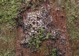 Attēlu rezultāti vaicājumam “Scoliciosporum chlorococcum”