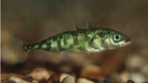 Attēlu rezultāti vaicājumam “Gasterosteus aculeatus”