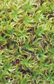 Attēlu rezultāti vaicājumam “Tortella tortuosa”