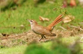 Image result for Cercotrichas galactotes