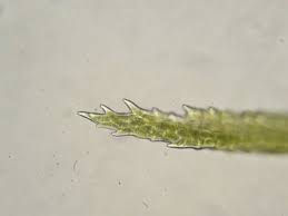 Attēlu rezultāti vaicājumam “Dicranum flagellare”