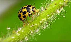 Attēlu rezultāti vaicājumam “Coccinellidae”