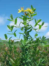 Image result for Hypericum perforatum