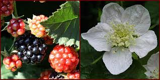 Attēlu rezultāti vaicājumam “Rubus plicatus fruit”