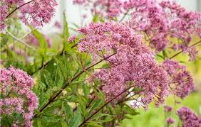 Attēlu rezultāti vaicājumam “Herniaria glabra flower”