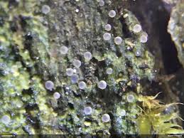 Attēlu rezultāti vaicājumam “Coenogonium pineti”