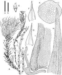 Attēlu rezultāti vaicājumam “Ditrichum flexicaule”