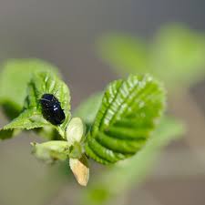 Attēlu rezultāti vaicājumam “Agelastica alni larva”