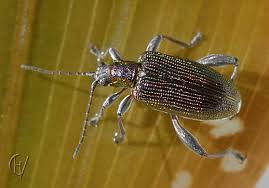 Attēlu rezultāti vaicājumam “Donacia”