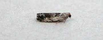 Attēlu rezultāti vaicājumam “Epinotia ramella”