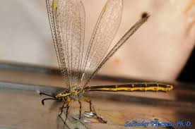 Attēlu rezultāti vaicājumam “Myrmeleontidae”