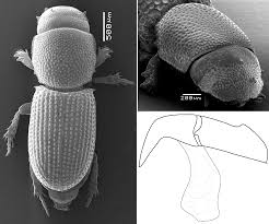 Attēlu rezultāti vaicājumam “Aegialia arenaria”