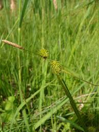 Attēlu rezultāti vaicājumam “Carex lepidocarpa”