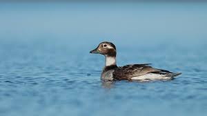 Attēlu rezultāti vaicājumam “Clangula hyemalis”