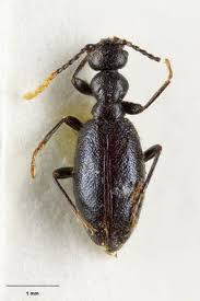 Attēlu rezultāti vaicājumam “Anthicidae”