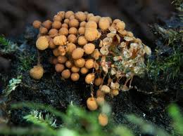 Attēlu rezultāti vaicājumam “Heterotrichia ferruginea (syn. Arcyria ferruginea) macro”