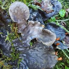 Attēlu rezultāti vaicājumam “Peltigera polydactylon”