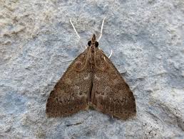 Attēlu rezultāti vaicājumam “Udea lutealis”