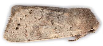 Attēlu rezultāti vaicājumam “Orthosia populeti”