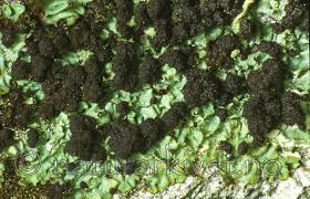 Attēlu rezultāti vaicājumam “Lobaria amplissima”