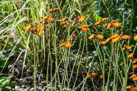Attēlu rezultāti vaicājumam “Pilosella aurantiaca”