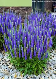 Attēlu rezultāti vaicājumam “Veronica spicata”