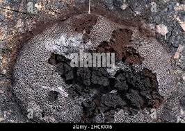 Attēlu rezultāti vaicājumam “Amaurochaete sp.”