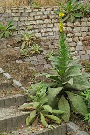 Image result for Königskerzen