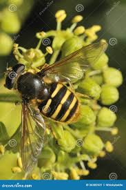 Attēlu rezultāti vaicājumam “Sericomyia silentis”